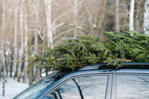 Fir tree on the roof top of the car in the forest. Taking a Christmas tree from the forest, preparing for the festive winter season