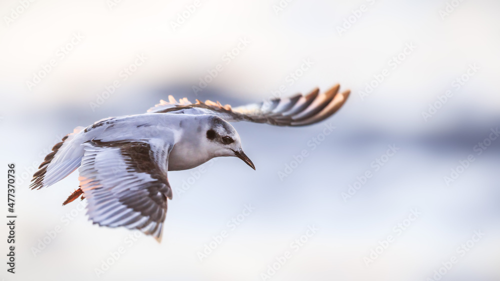 Obraz premium Close up of a young little gull