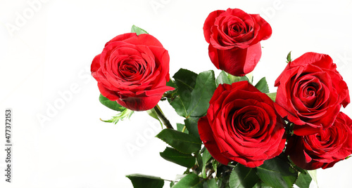Rose rosse isolate su fondo bianco. San Valentino, compleanno, festa della mamma, matrimonio, anniversario. Disposizione piatta. Direttamente sopra. Copia spazio. © bursucgrazziela