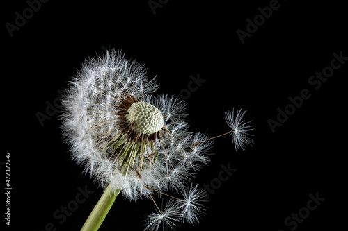 Macro dandelion blowing away  dark black background. Freedom to Wish. Seed macro closeup. Goodbye Summer Hope and dreaming concept. Fragility. Springtime. soft focus. Macro nature. abstract background