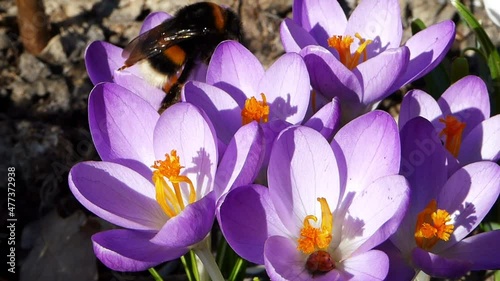 Dicke Hummelkönigin klettert über lila Krokusse und sucht Pollen und Nektar. In einer unteren Krokusblüte versteckt sich ein kleiner roter Marienkäfer. Fat Bumblebee queen meets red ladybug at crocus. photo