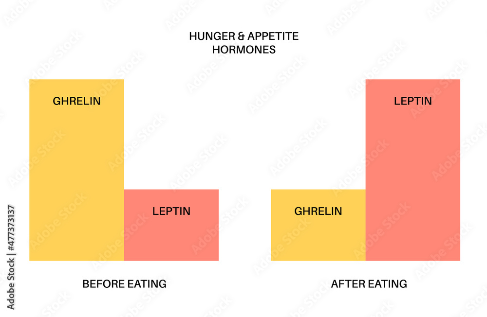 Hunger appetite hormones