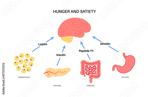 Hunger appetite hormones