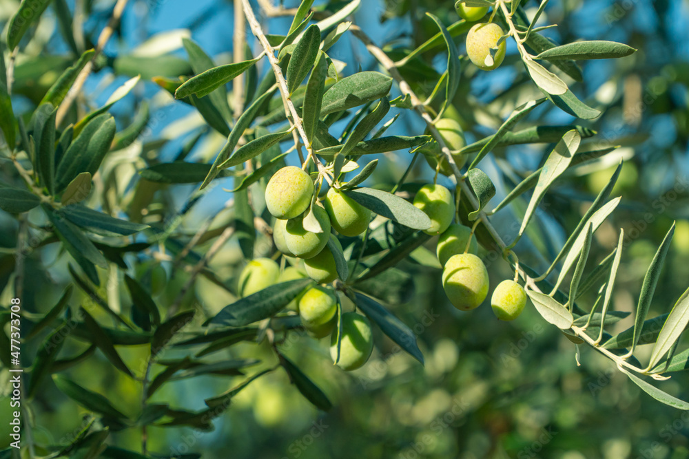 Green Olives on the tree before harvest