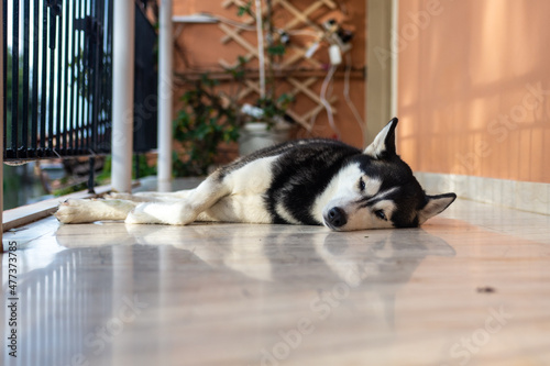 beautiful female Siberian Husky dog sleeping