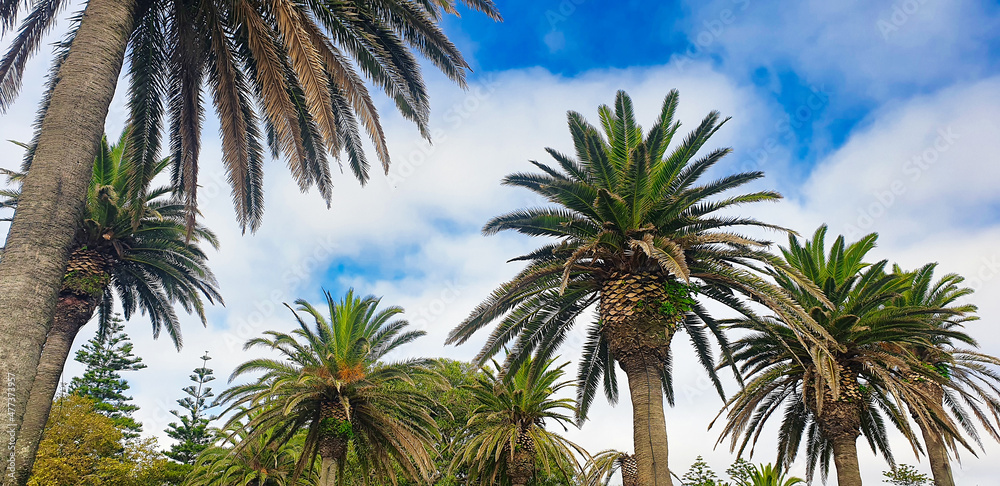 Fototapeta premium palm trees against sky