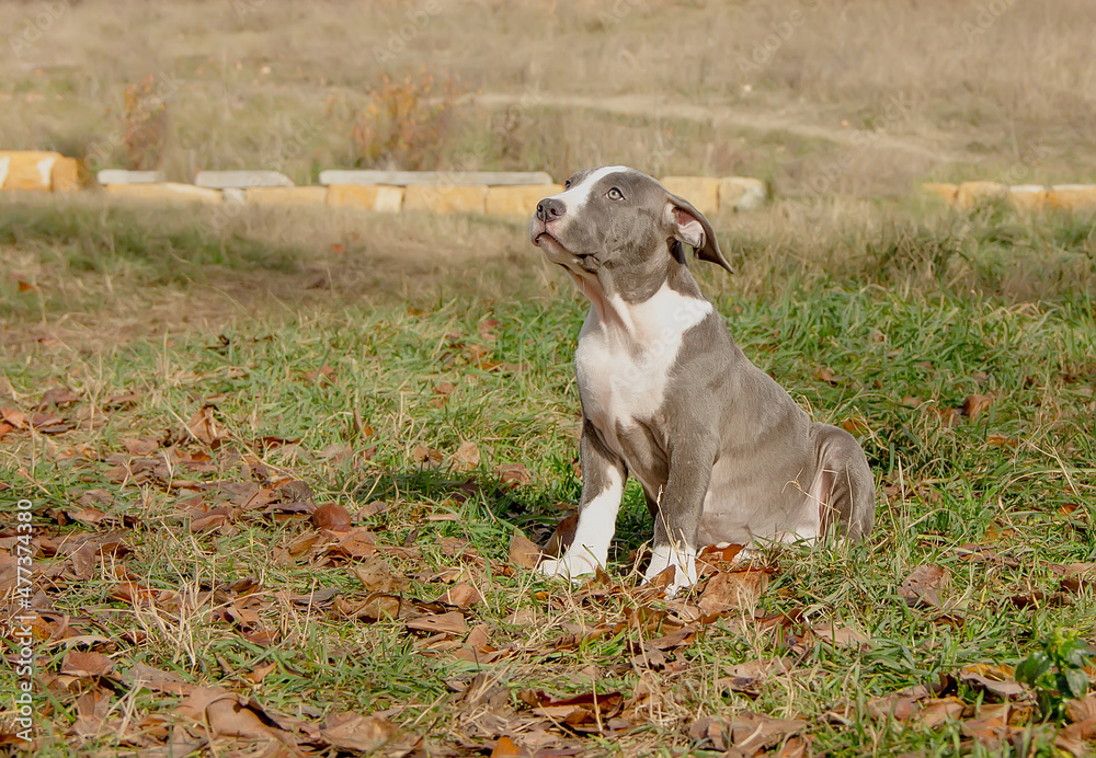 Beautiful American Staffordshire Terrier puppy.