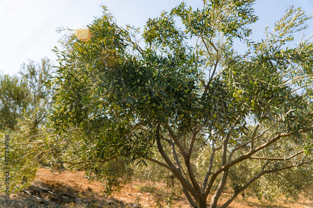 Green Olives on the tree before harvest