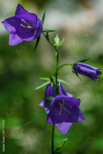 Close up of beautiful purple bellflowers in sunlight