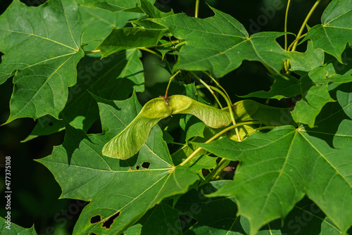 Close up of maple leaves and seeds in sunlight