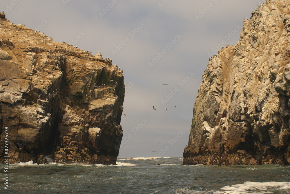 Sightseeing, sea lions sunbathing on an island off Lima, Peru