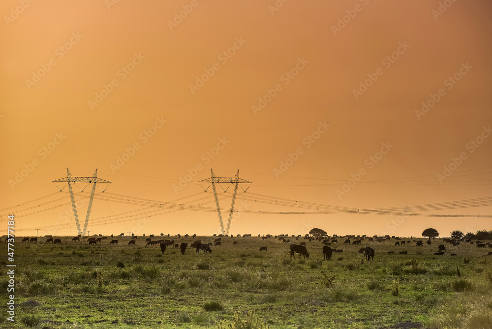 Cattle in pampas countryside, La Pampa, Argentina.