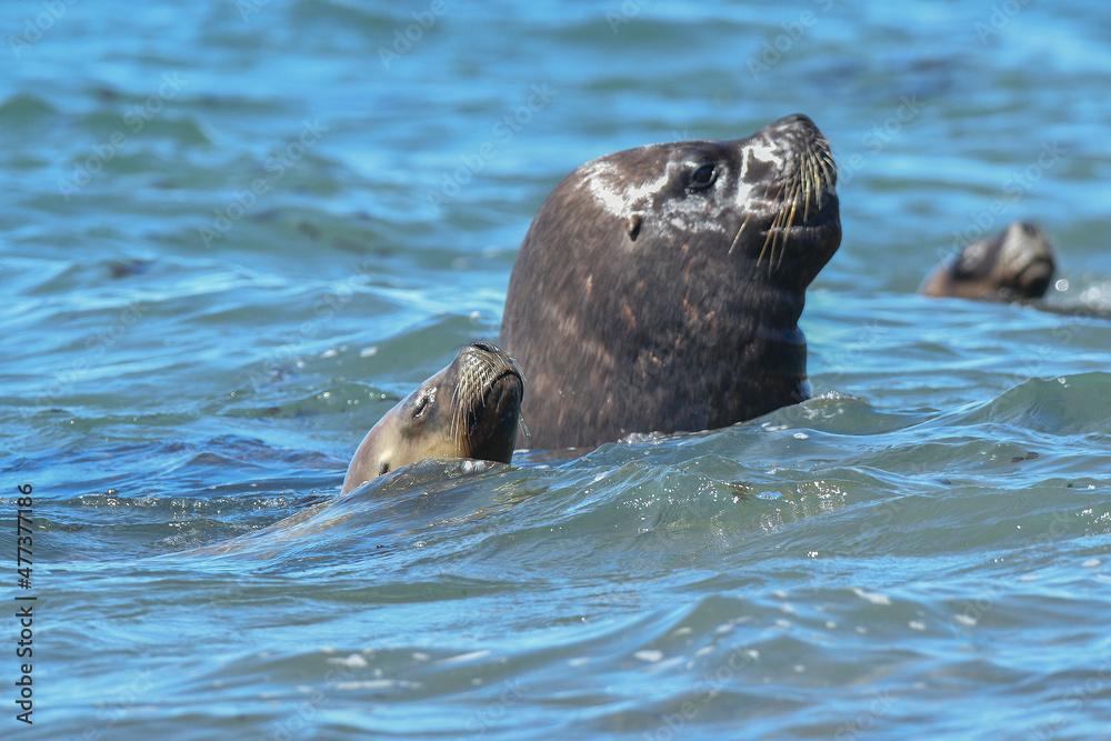 Fototapeta premium Male Sea Lion , Patagonia, Argentina