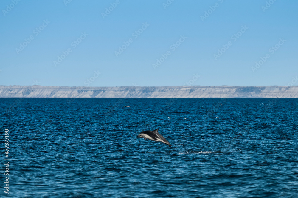 Obraz premium Dolphin Jump, Patagonia