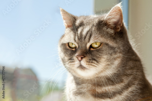 Portrait of an incredibly beautiful gray British Shorthair cat.