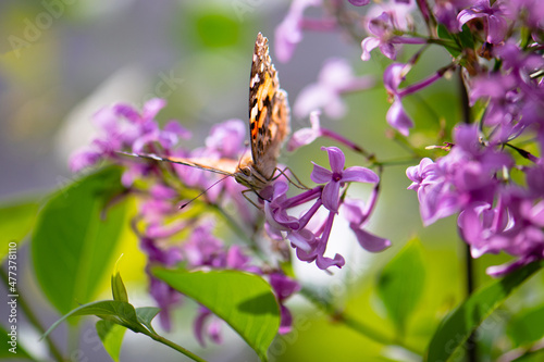 Butterfly sitting on a lilac flower. A lovely butterfly has landed to collect pollen. Flaming wings of a traveling butterfly.