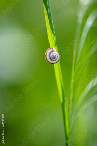 Small snail on a green leaf of grass. Small shell of a grape snail. Macro shot of a snail crawling on business.