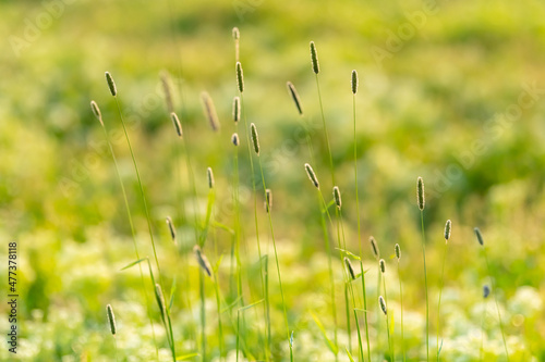 flowers of the field grass on the lawn. Thin stalks of grass that you dream to touch with your palm. A soft smelling field of flowering grass.