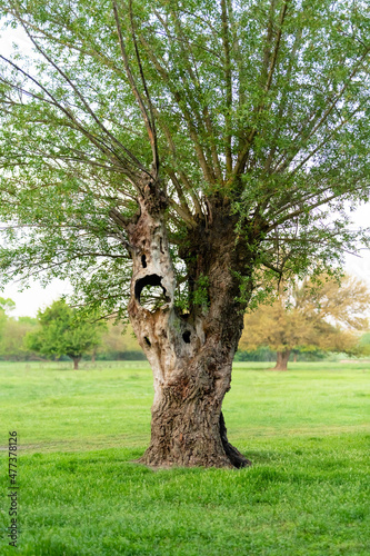 Old willow tree with on the lawn. A tree that has seen a lot. A tree that has survived through time gives new shoots of life.