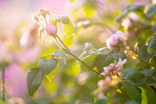 The sun's rays fall on a delicate flower. Soft fog and warm sun rays gently fall on the flowers.