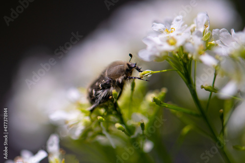 Shaggy beetle sits on a white flower.  The fluffy bug feeds on the plant.