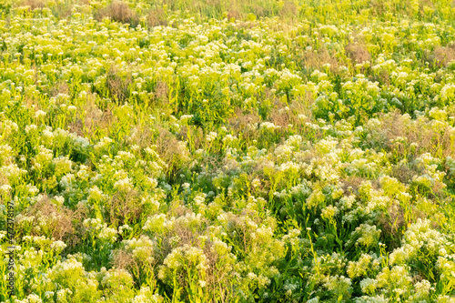 Wildflowers on a green lawn. Anyone's dream. Away from the dirty city. Smelling lawn with flowering grasses.