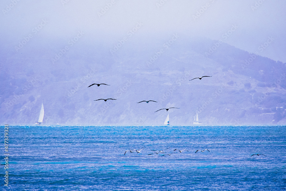 Sea birds are flying on the San Francisco Bay.