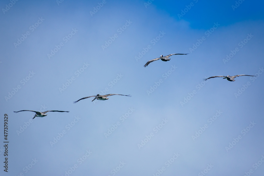 Sea birds are flying on the San Francisco Bay.