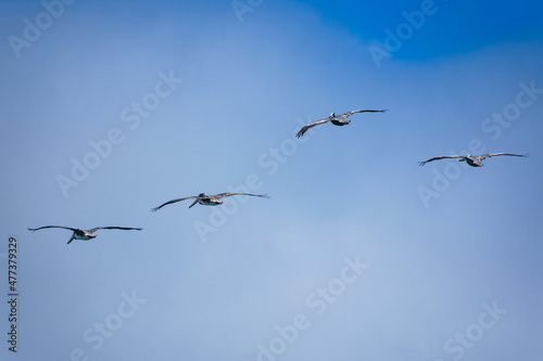 Sea birds are flying on the San Francisco Bay.