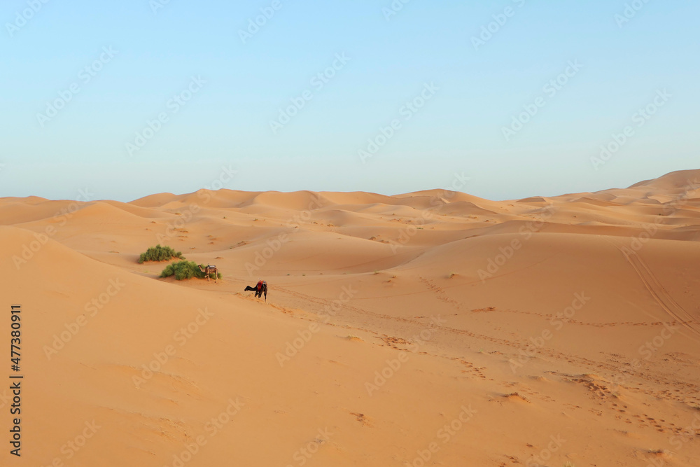 Yellow, golden and arid desert view. Camel in hot Sahara.