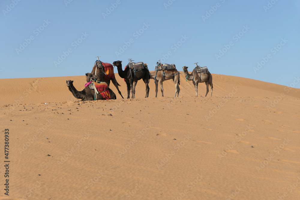 Five camels resting in the dry and hot Sahara desert prepared to somebody to ride them. Five camels resting in the dry and hot Sahara desert prepared to somebody to ride them.