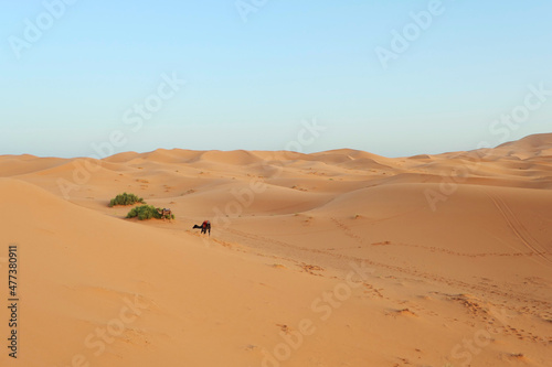 Yellow  golden and arid desert view. Camel in hot Sahara.