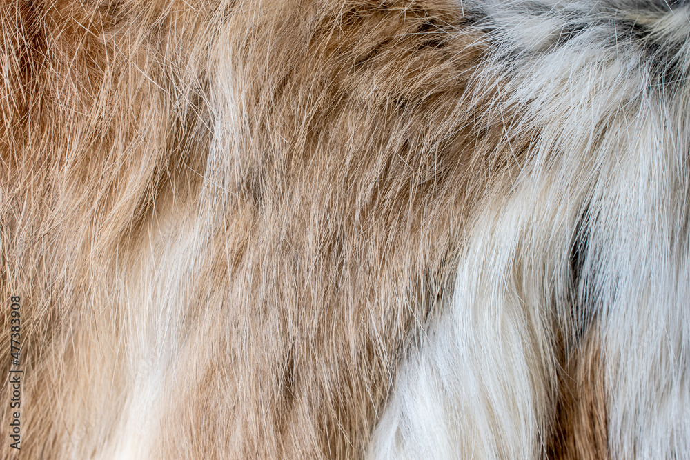 Naklejka premium brown and white fur background close-up beautiful abstract fur texture