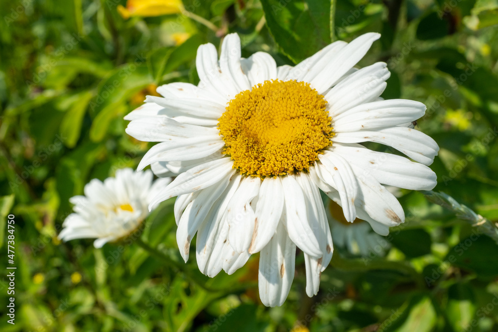 Obraz premium Large camomile flower on green meadow in summer. Chamomile with white petals in grass for poster, calendar, post, screensaver, wallpaper, postcard, card, banner, cover, website