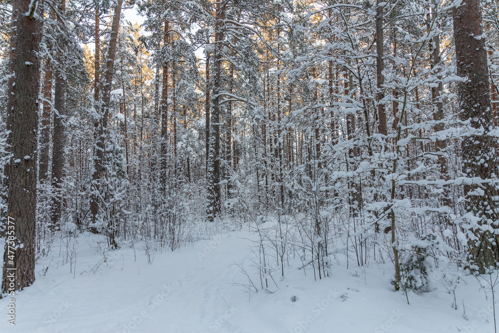 Winter forest calendar landscape with snowy pine tree forest and shrubs Winter forest calendar landscape with snowy pine tree forest and shrubs