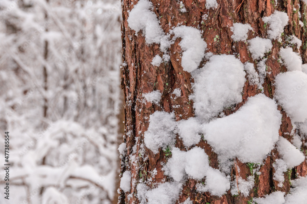 Close up winter calendar landscape with Small tree branch and leaf covered with a lot of snow Close up winter calendar landscape with Small tree branch and leaf covered with a lot of snow
