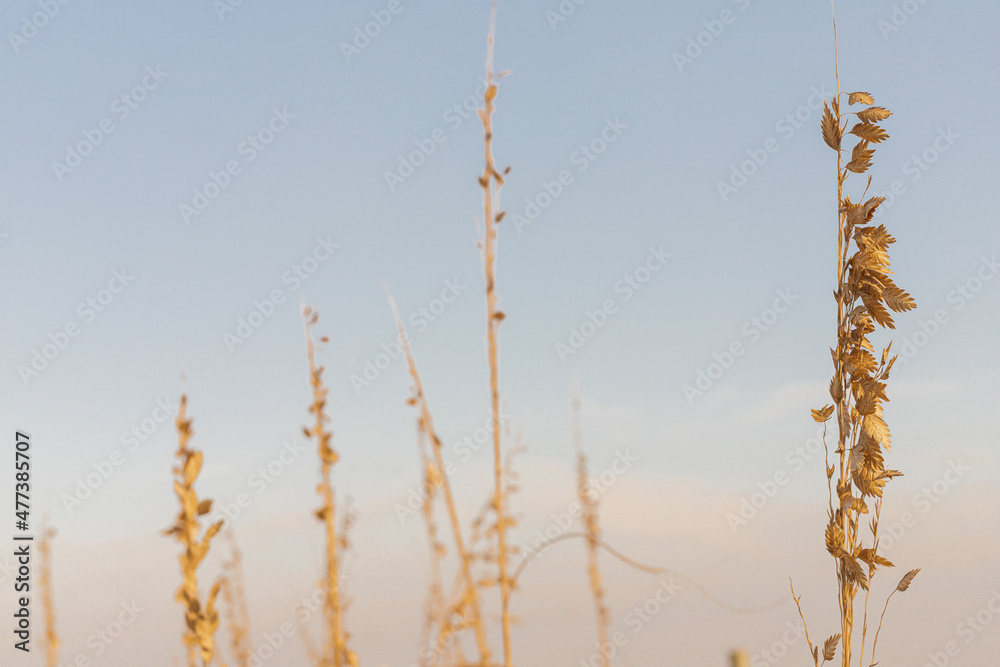 Sea oats on the beach Sea oats on the beach