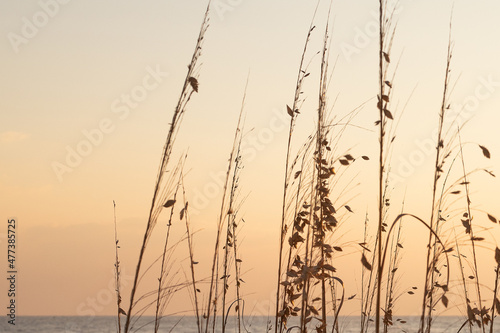  Sea oats on the beach at sunset