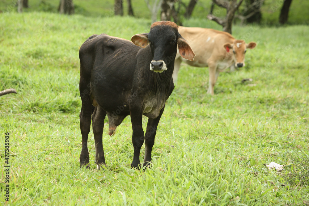 cows in the field