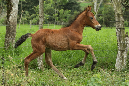 baby horse in the meadow