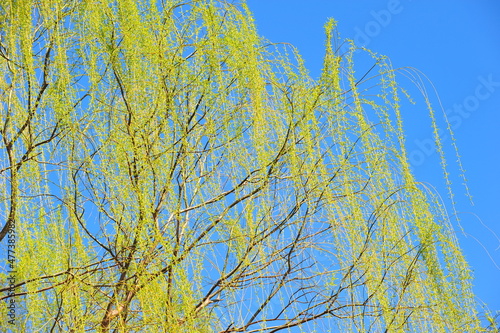 In spring, the willows shoot out against the blue sky