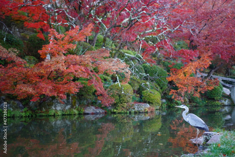 紅葉の池と鷺