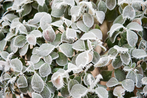 The rime falls on the wild plants in winter