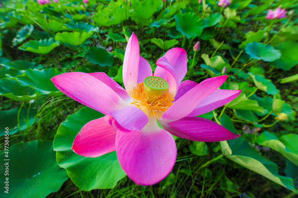 In the context of virtual reality, the lotus blossoms in summer