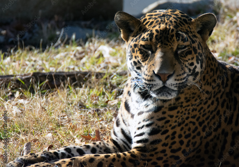 Obraz premium A jaguar lays on the grass. 