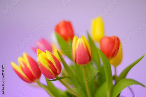 Tulips flowers. Multicolored tulips bouquet on a bright purple background. Spring tulips flowers bouquet.Floral delicate background