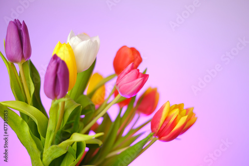 Fototapeta Naklejka Na Ścianę i Meble -  Tulips flowers. Multicolored tulips bouquet on a bright purple background. Spring flowers bouquet.Floral delicate background