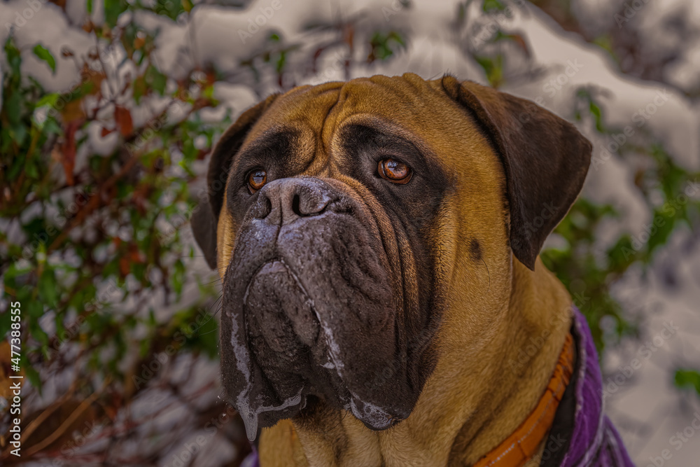 2021-12-28 CLOSE UP PORTRAIT OF A BULLMASTIFF WITH A WHITE AND GREEN BACKGROUND
