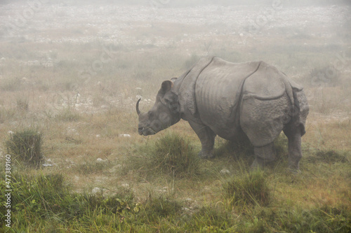 Asian one-horned rhinoceros (female adult) on foggy morning in Chitwan National Park, Nepal © Michele Burgess