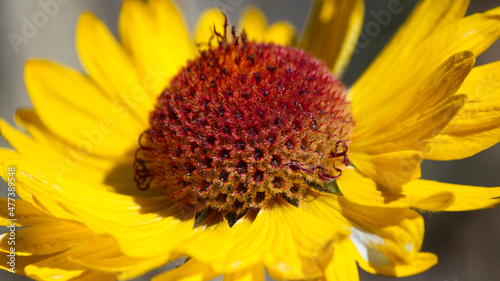 Blanketflower in Detail